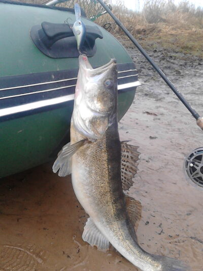 Pike perch, 2.5 kg — Neman River