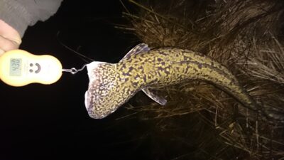 Burbot, 4.3 kg — Neman River