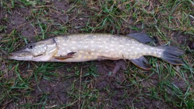 Northern Pike, 0.1 kg — Šventoji