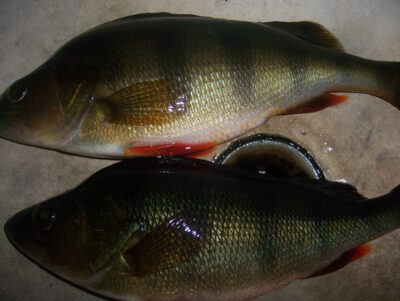 Eurasian perch — Mūša