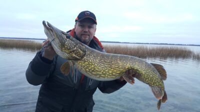 Northern Pike, 12.8 kg