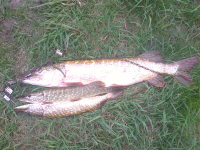Northern Pike, 4.9 kg — Kretuonas