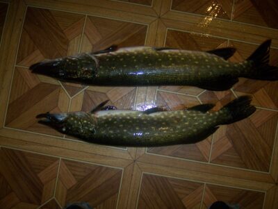 Northern Pike — Lėvuo