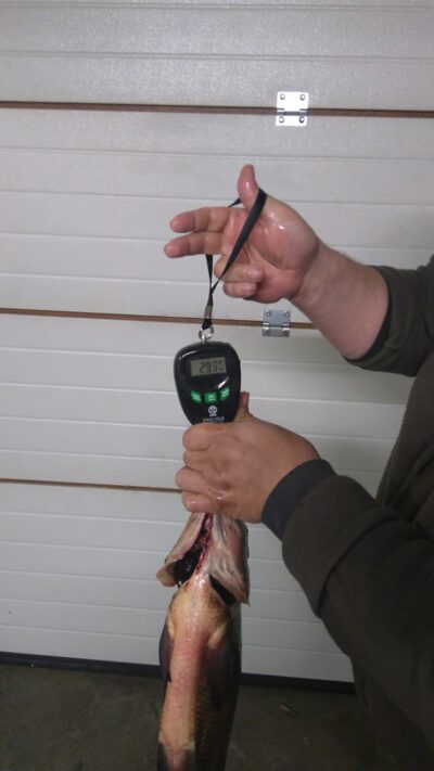Carp bream, 2.9 kg — Juodieji Lakajai