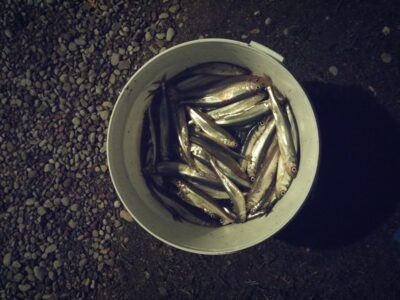 European smelt, 6.4 kg — Kuršių
