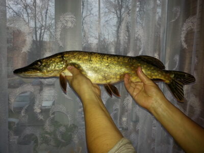 Northern Pike, 1.5 kg