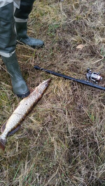 Northern Pike, 1.9 kg — Kavarsko