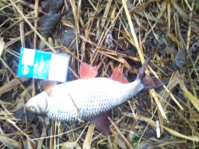 Roach, 0.6 kg — Minija