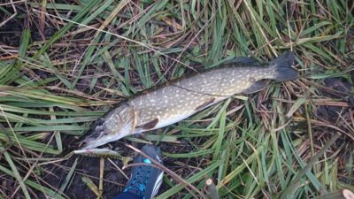 Northern Pike, 4.7 kg