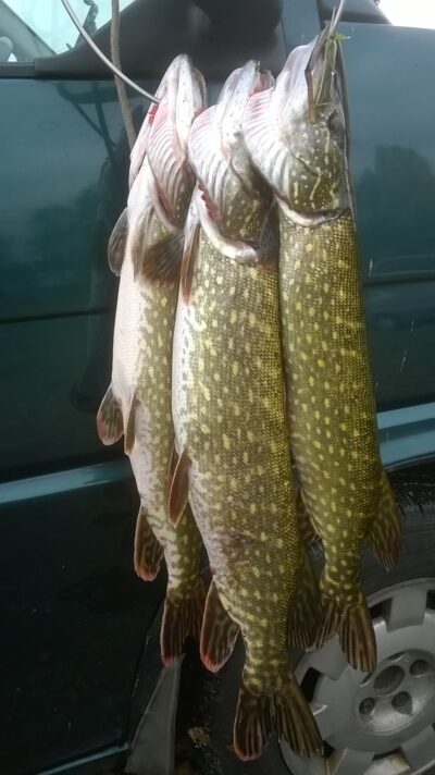Northern Pike ×3 — Virintai