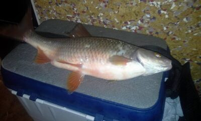 Roach, 0.6 kg — Galvė