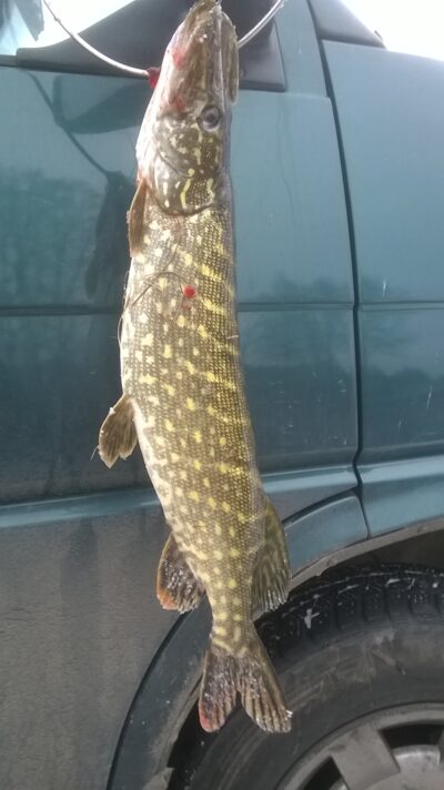 Northern Pike — Virintai