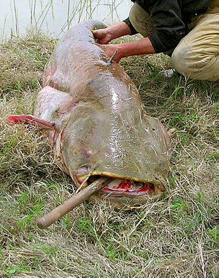 Wels catfish, 23.7 kg