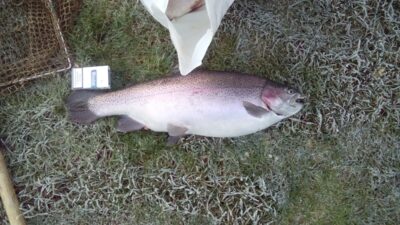 Atlantic salmon — North Sea