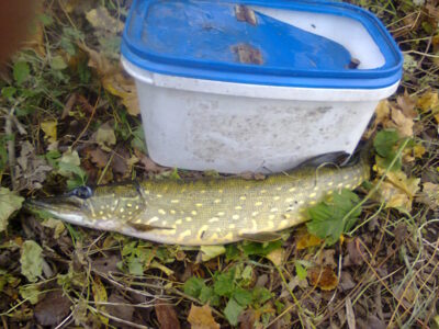 Northern Pike, 1.3 kg — Lėvuo