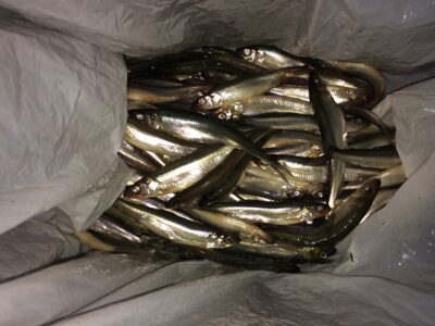 European smelt, 2.2 kg — Kuršių