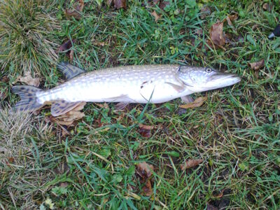 Northern Pike, 1.8 kg