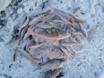 Eurasian perch