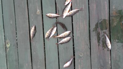 Eurasian perch ×12