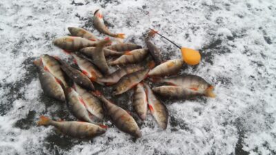 Eurasian perch ×23