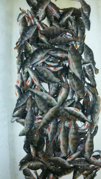 Eurasian perch ×200