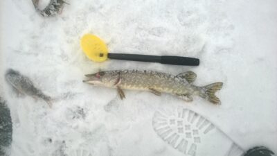 Northern Pike — Bagdononių HE