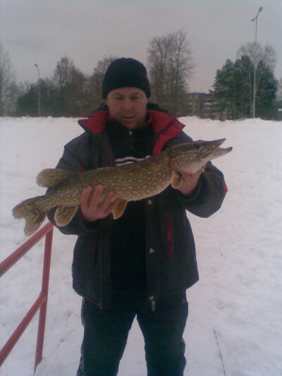 Northern Pike, 2.5 kg
