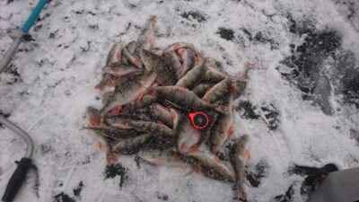 Eurasian perch ×59 — Kaunas reservoir