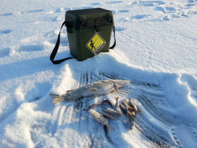 Northern Pike, 1.4 kg