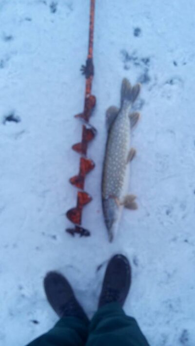 Northern Pike, 1.8 kg