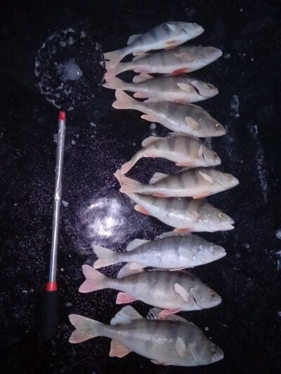 Eurasian perch ×10