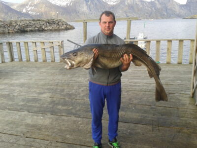 Atlantic cod, 25.0 kg