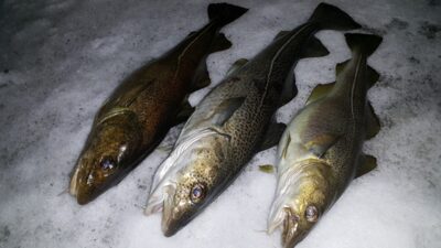 Atlantic cod ×3