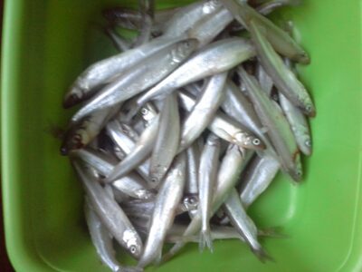 European smelt