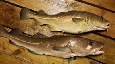 Atlantic cod, 4.0 kg