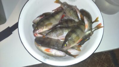 Eurasian perch ×20 — Ūla