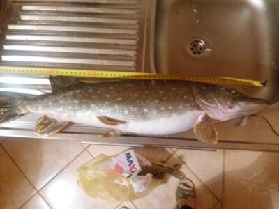 Northern Pike, 2.0 kg — Karklėnų