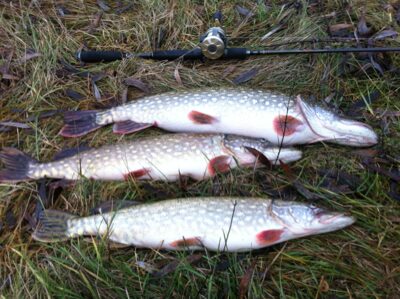 Northern Pike ×3 — Didžiulis
