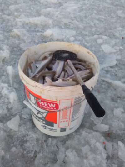 European smelt ×220