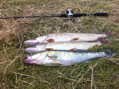 Northern Pike, 1.5 kg — Kaunas reservoir