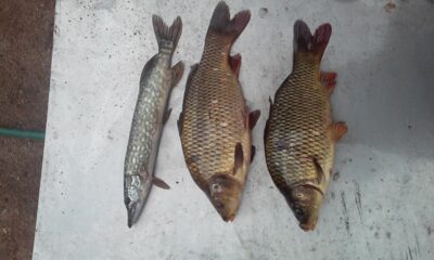 Carp, 2.2 kg