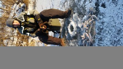 Eurasian perch ×18