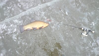 Tench — Danė