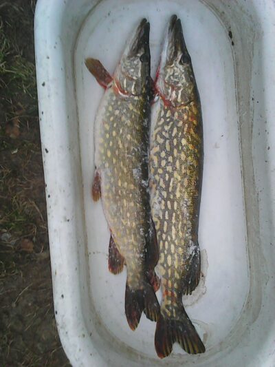 Northern Pike, 1.1 kg