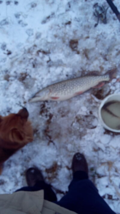 Northern Pike, 2.5 kg