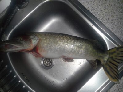 Northern Pike, 2.1 kg — Kupiškio