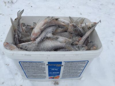 Silver Bream