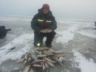 Eurasian perch ×62