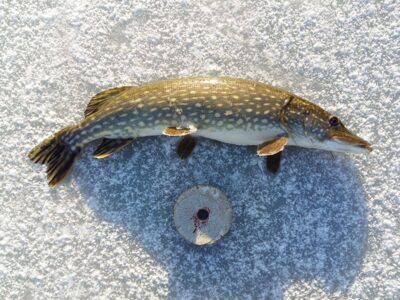 Northern Pike, 3.0 kg