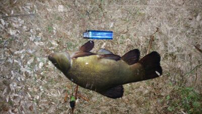 Tench — Dabikinė